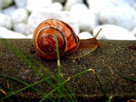Snails Wallpapers - Pets Cute and Docile