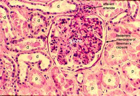 Histology at SIU