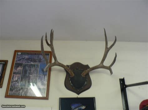 Collection of Trophy Mule Deer Mounts