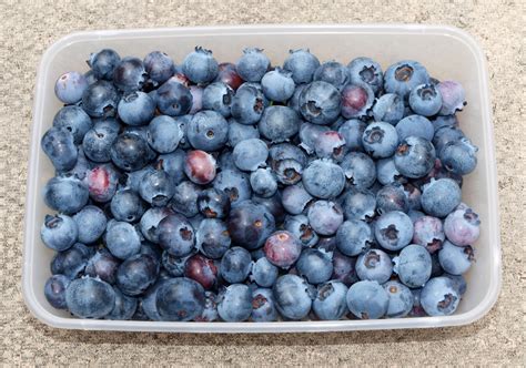 Mark's Veg Plot: Blueberry harvest