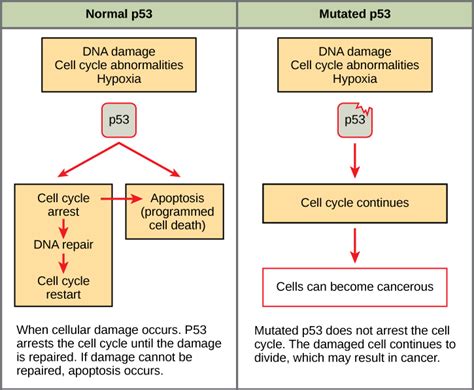 Cancer and the Cell Cycle | Biology I