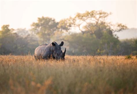 Northwestern Magazine: Saving Africa’s Last Rhinos