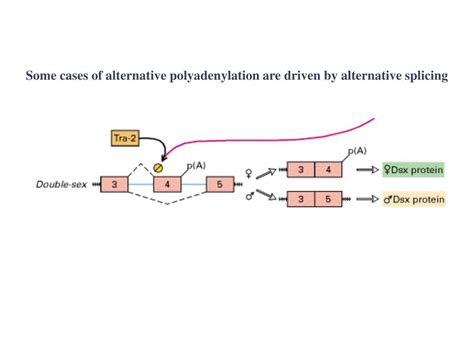 PPT - POLYADENYLATION PowerPoint Presentation, free download - ID:1286195