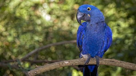 Exotic species in the Amazon rainforest – birds - CGTN