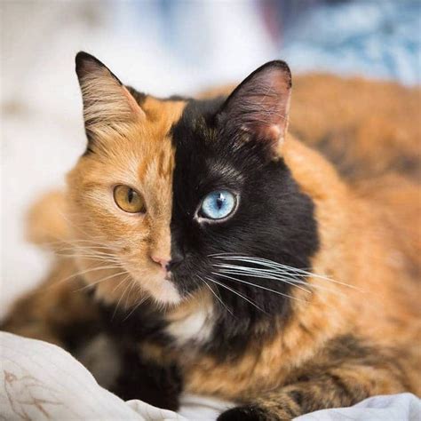 Meet Quimera, a Chimera Cat With a Purrfectly Two-Toned Face