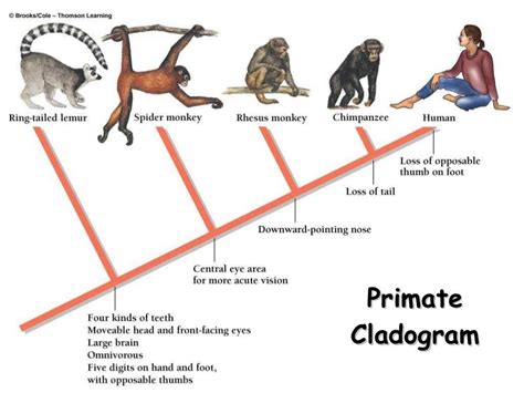 Primate Cladogram copyright cmassengale | Life science classroom, Life science lessons ...