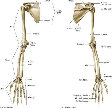 Shoulder & Arm - Atlas of Anatomy