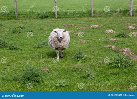 Landscape for farm animals stock photo. Image of lamb - 181585530