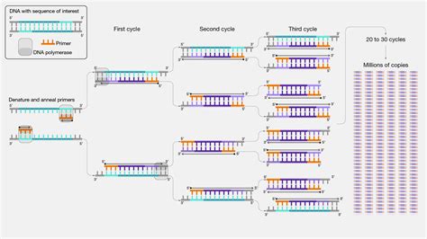 What Does Taq Dna Polymerase Do In Pcr at Krysta Mendelson blog