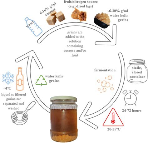 An alternative source of probiotics: Water kefir - Cufaoglu - 2023 ...