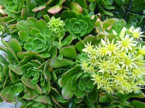 Aeonium arborescens at Sumner | Lincoln University Living Heritage: Tikaka Tuku Iho