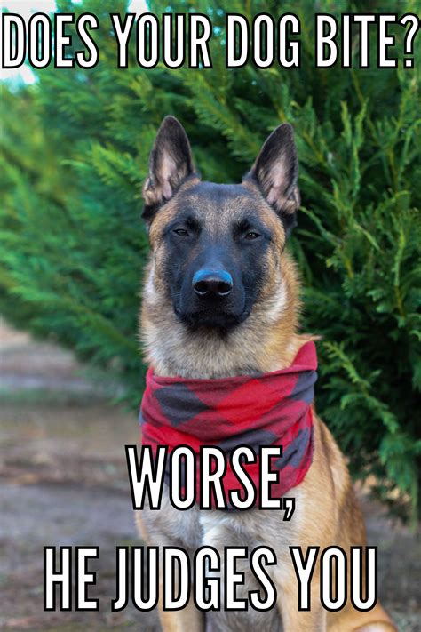 Describing My Belgian Malinois With Memes Living With A Malinois – Otosection