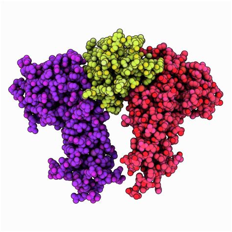 Erythropoietin Complexed With Receptor Photograph by Laguna Design ...