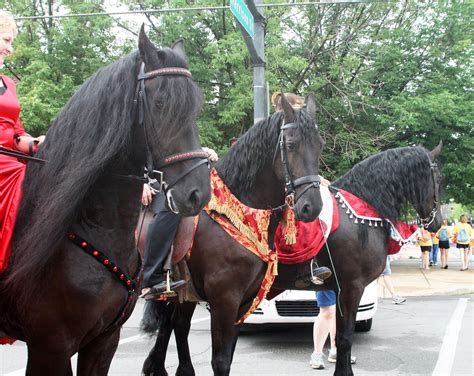 Friesians on Parade! - The Horse Forum