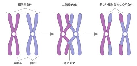 相同染色体 (そうどうせんしょくたい) | 最もわかりやすい生物学用語辞典 | 生物学日誌