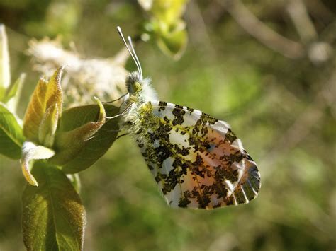 Orange-tip butterfly - Insect Week