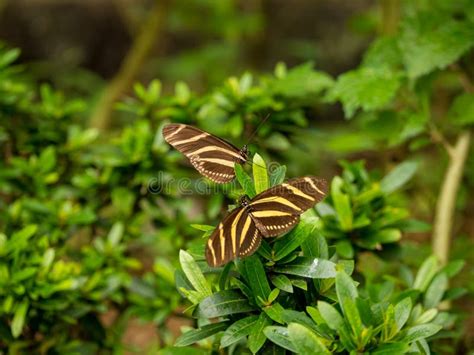 Zebra Longwing Butterfly Life Cycle Stock Photos - Free & Royalty-Free Stock Photos from Dreamstime