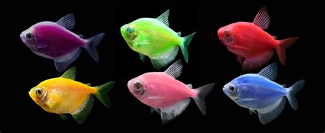 Experience the Glo!® | Glofish, Tetra fish, Tropical fish