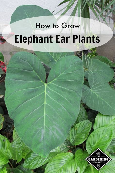 Growing Elephant Ear Plants - Gardening Channel