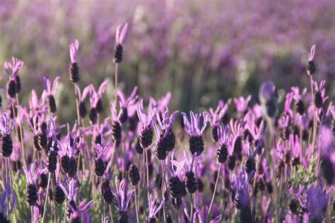 How to Plant a Lavender Hedge (& 12 Reasons Why You Should)