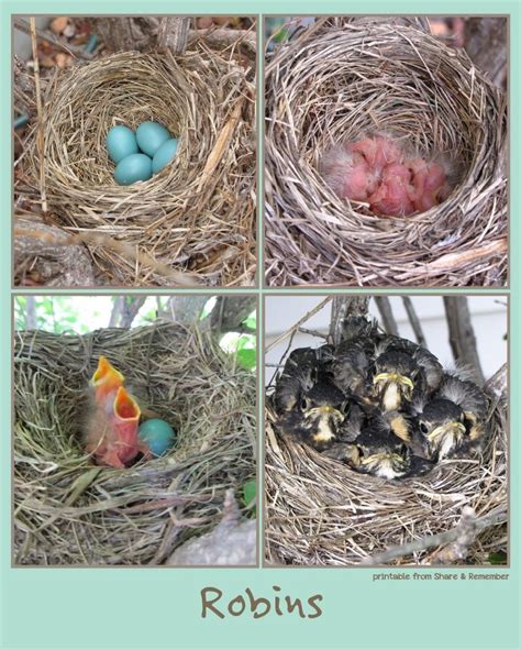 Robins, eggs thru chicks | Oviparous animals, Bird life cycle, Bird eggs