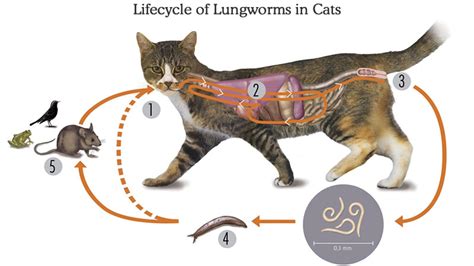 Cat Lungworm - Signs, Treatment and Prevention - My Pet Warehouse