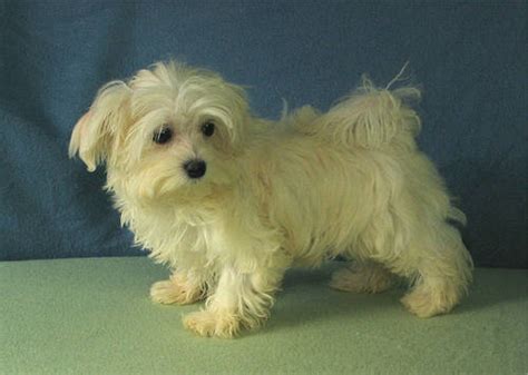 Havamalt (Maltese-Havanese Mix) Info, Care, Puppies and Pictures