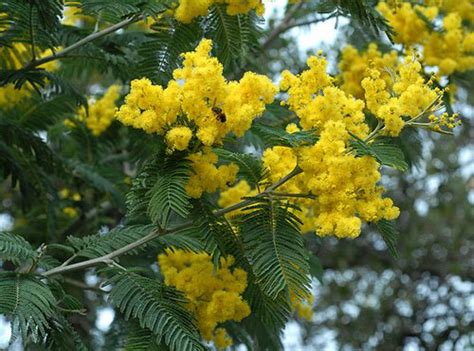 Silver wattle facts and health benefits