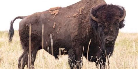 Mujer de 72 años fue embestida por un bisonte en Yellowstone