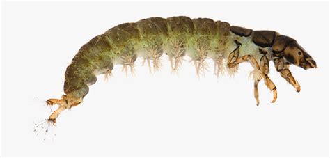 Hydropsyche Siltalai Larva - Larvae Trichoptera, HD Png Download - kindpng