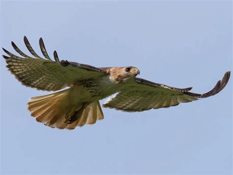 Red-tailed Hawk Nesting (Complete Guide) | Birdfact