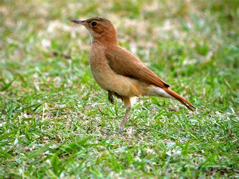 Rufous hornero: The National Animal of Argentina