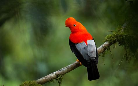 Ornithologie et observation des oiseaux | Géographie et nature | Terra Peru