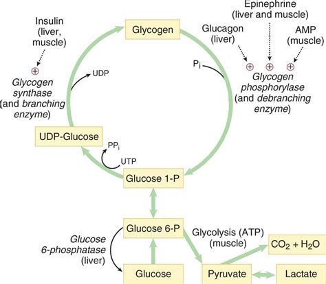 Glycogenolysis definition, glycogenolysis steps & pathway