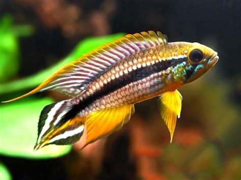 Pair of Apistogramma agassizii «Tefe» | Fish breeding, Aquarium fish, Tropical fish tanks