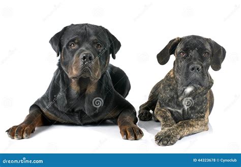 Cane Corso Rottweiler Stock Photos - Download 90 Royalty Free Photos