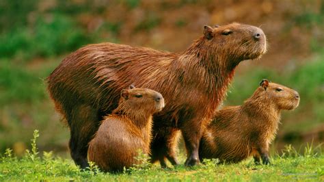 Free download | HD wallpaper: Capybaras, Pantanal, Brazil, Animals | Wallpaper Flare