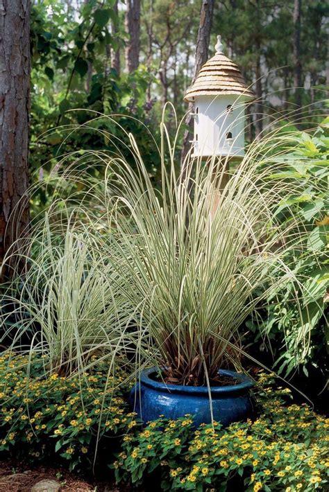 40 Best Ornamental Grasses for Containers | Ornamental grasses, Grasses garden, Container gardening