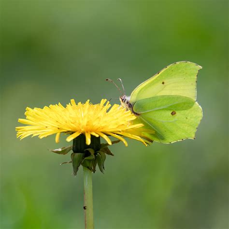 Brimstone, Cerne Abbas | Dorset Butterflies