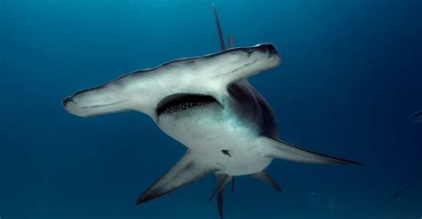 Fishermen Drag Endangered Hammerhead Shark Onto Florida Beach | HuffPost UK