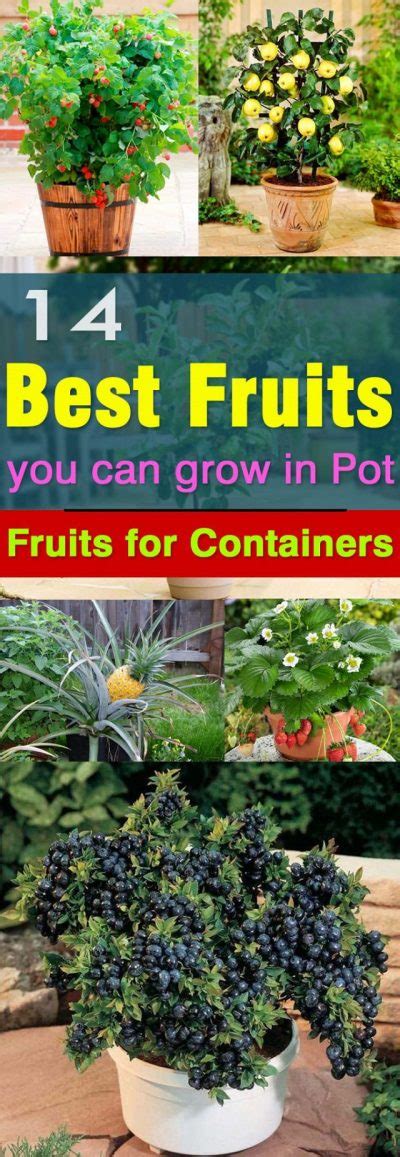 Most Productive and Easy to Grow Fruits To Grow In Pots - Gardening Viral