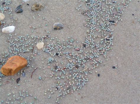 Horseshoe crab eggs on Broadkill Beach - delaware-surf-fishing.com