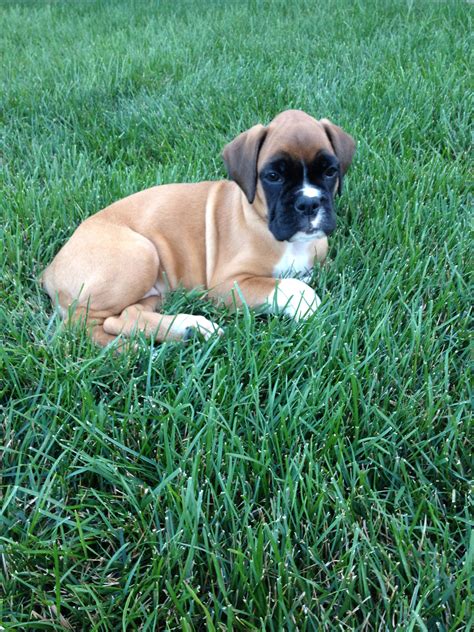 Boxer puppy resting | Boxer puppies, Boxer puppy, Boxer dogs