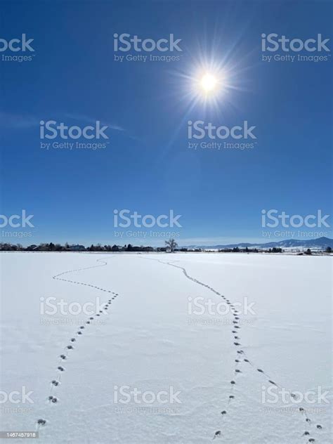 Coyote Tracks In Snow Stock Photo - Download Image Now - Abstract ...