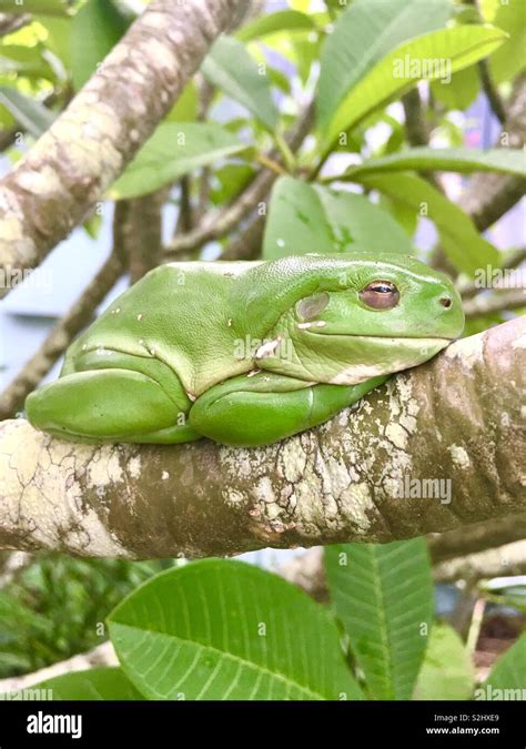 Green Tree Frog. Sleeping In A Frangipani Tree Stock Photo - Alamy