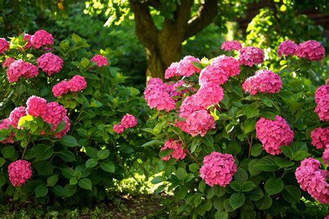 Hydrangea, Shrubs, Pink color, HD Wallpaper | Rare Gallery