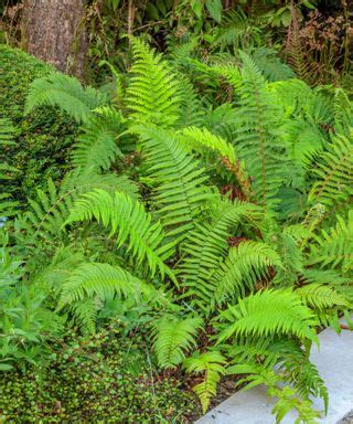 Slug repellent plants: 8 plants that slugs won't eat | Homes & Gardens