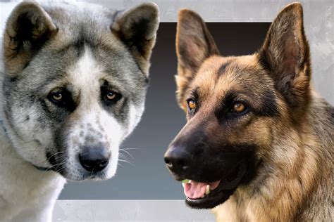 Akita German Shepherd Mix: Everything You Need to Know - Allgshepherds