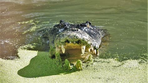 We decided, as we hadn’t seen any crocodiles in the wild (at that stage) we would visit Hartley ...