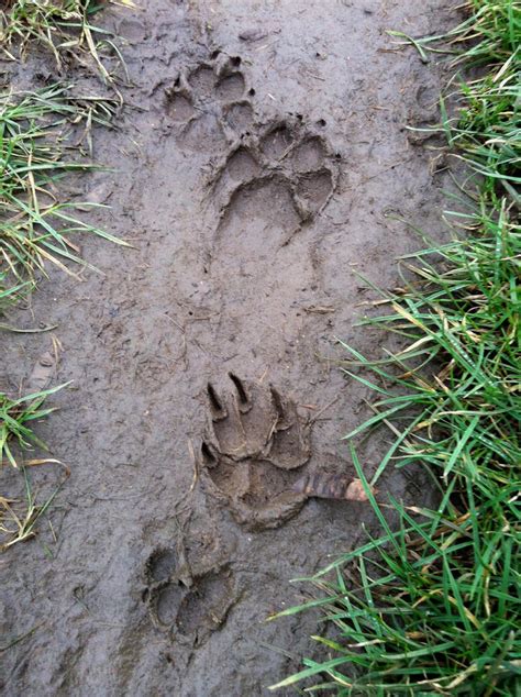 paw prints in the mud by theaWilsher on DeviantArt